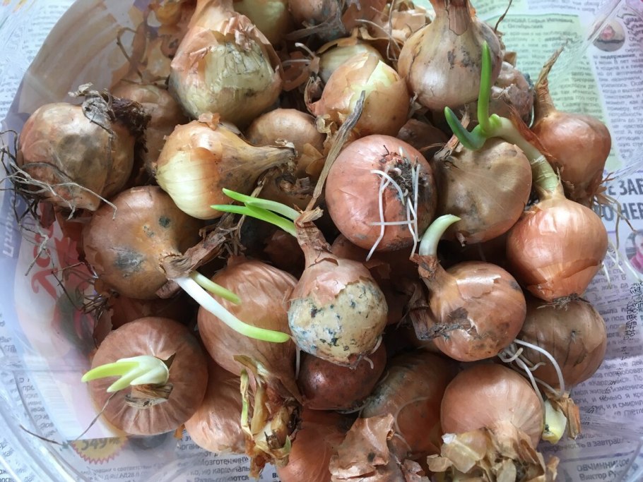 Зеленый лук фото