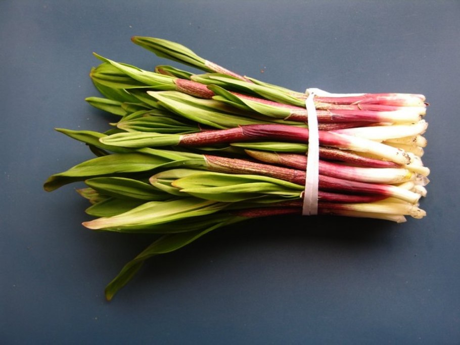 Лук ЩЕТИНОЛИСТНЫЙ