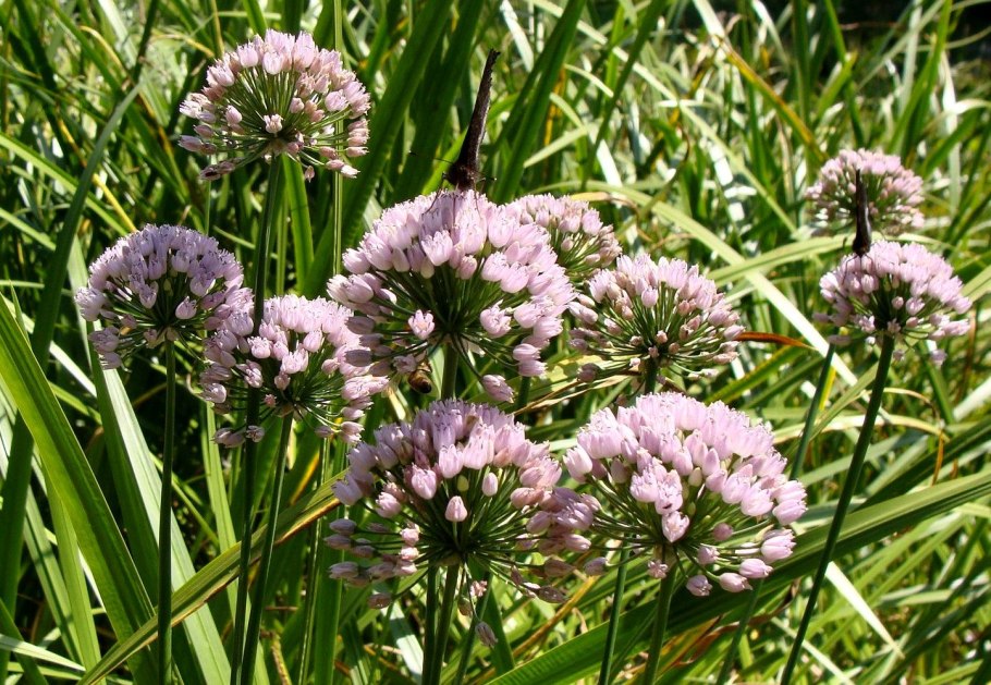 Растений рода Allium (