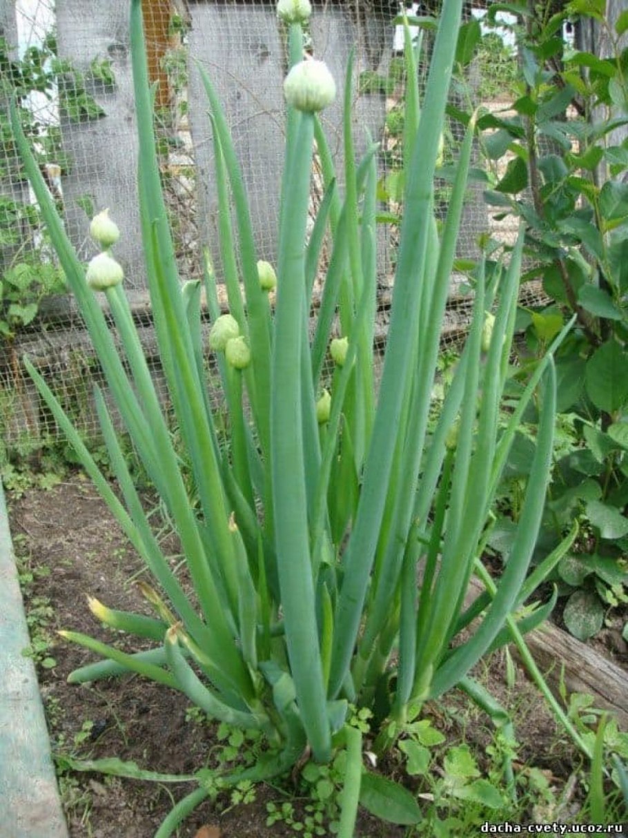 Allium sacculiferum
