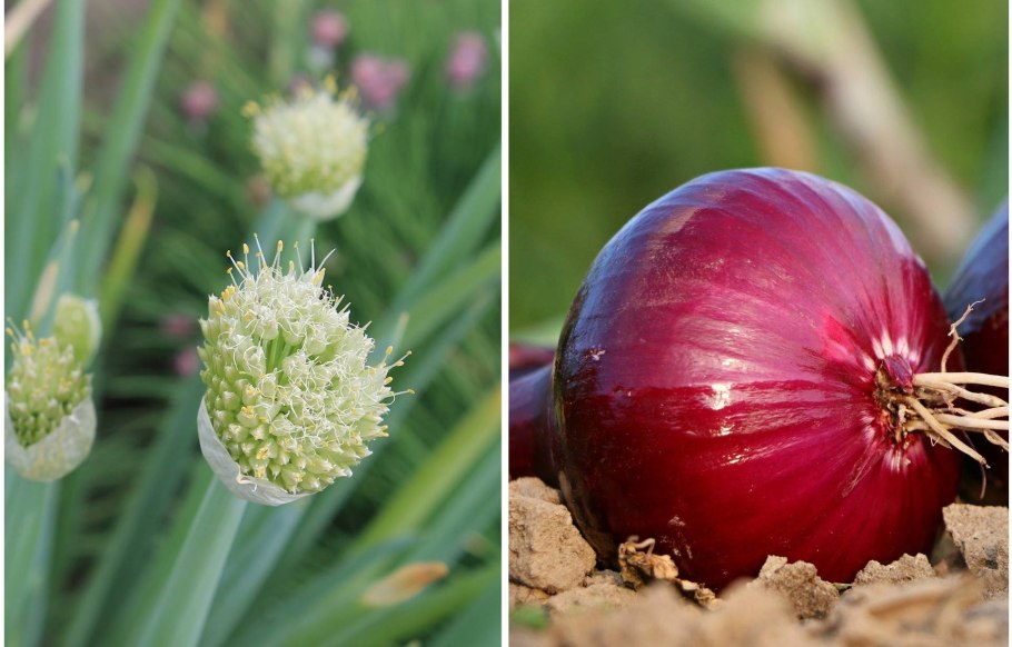 Колба черемша