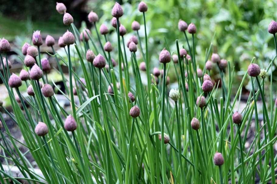 Allium austrosibiricum