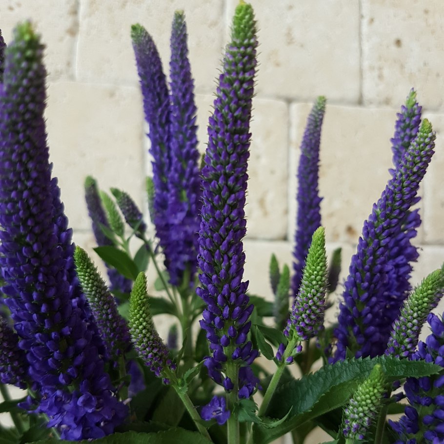 Вероника колосковая 'Icicle'