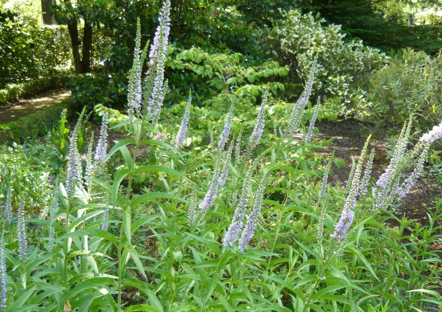 Вероника длиннолистная Антарктика