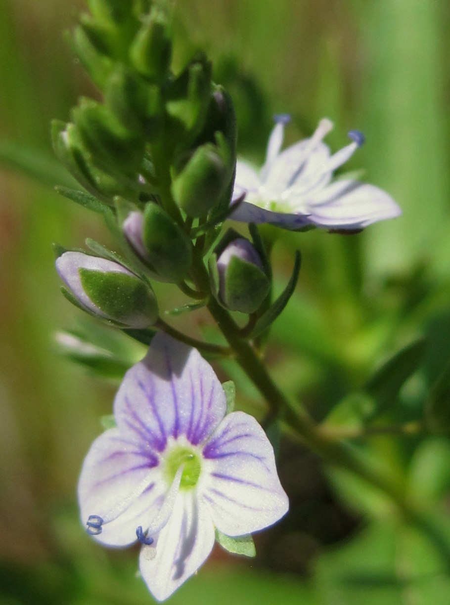 Вероника розовая longifolia