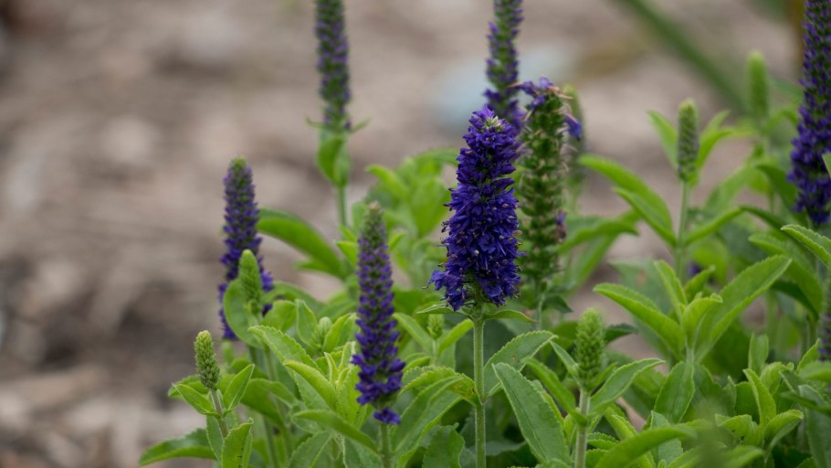 Lespedeza longifolia