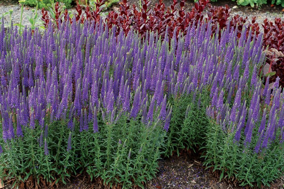 Регина Лейк