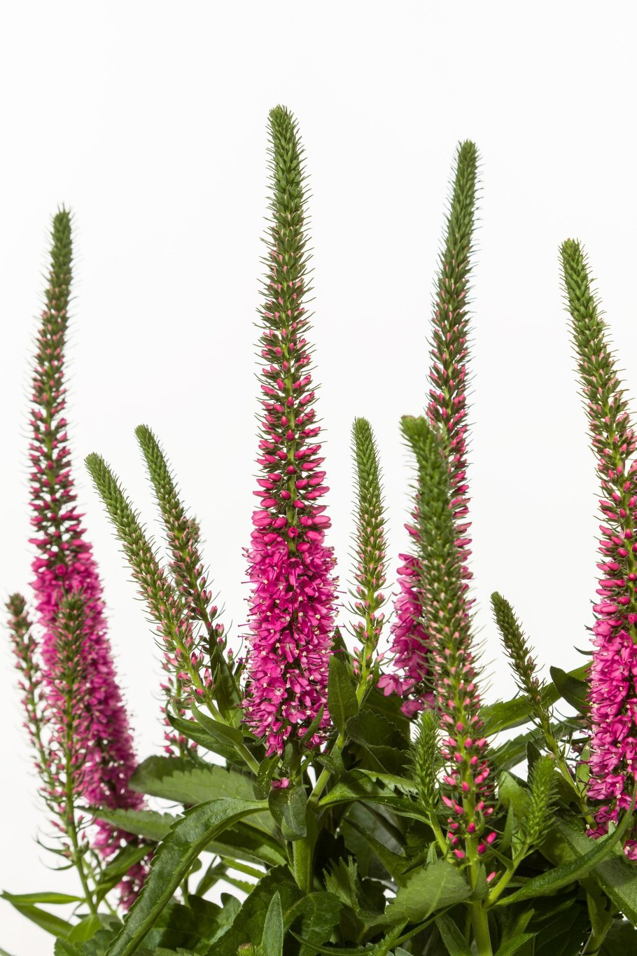 Вероника колосистая - Veronica spicata