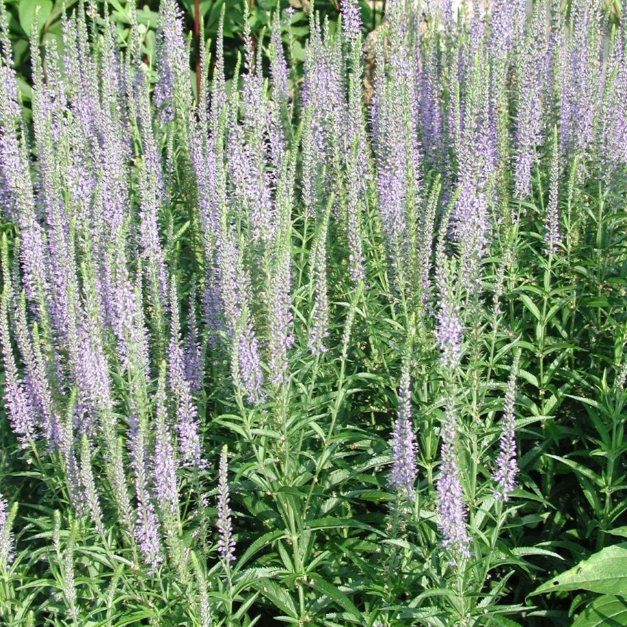 Вероника колосковая Айсикл