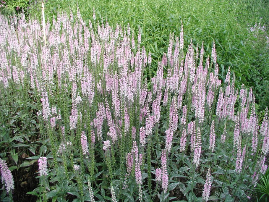 Вероника Лейк (Veronica Lake