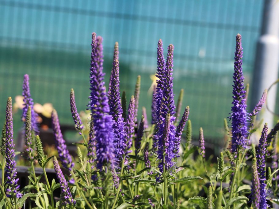 Вероника длиннолистная Blauriesin