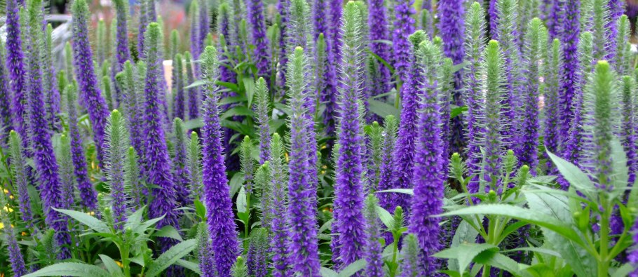 Вероника колосистая Anniversary Blue