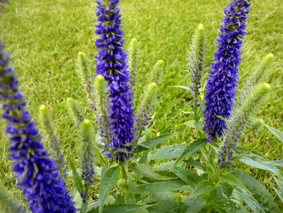 Вероникаструм виргинский