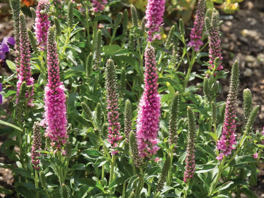 Вероника колосковая бэби Блю