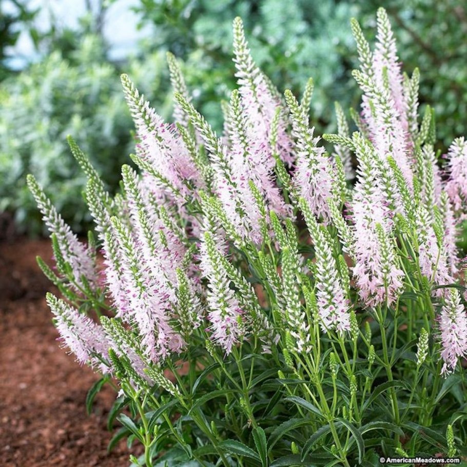 Вероника колосковая фиолетовая