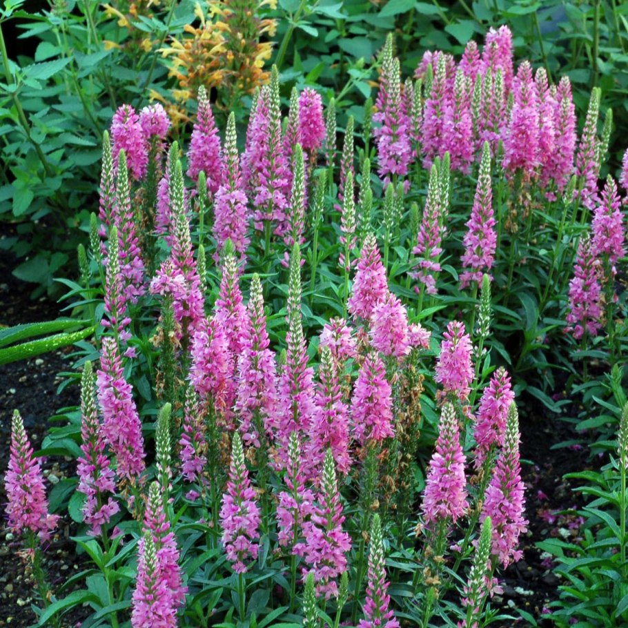 Вероника длиннолистная 'Schneeriesin'