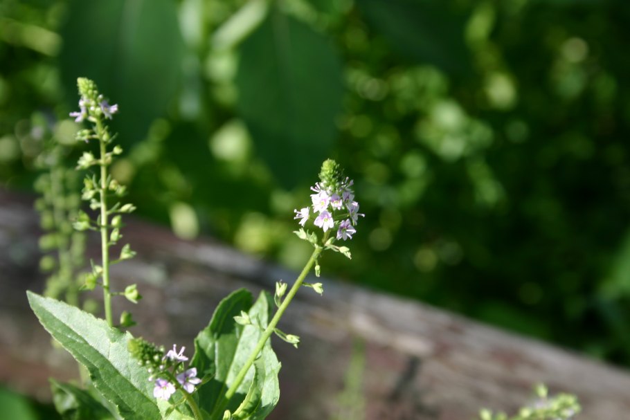 Veronica longifolia Pink Damask