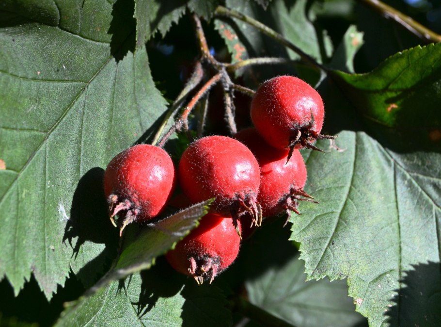 Боярышник обыкновенный Crataegus laevigata