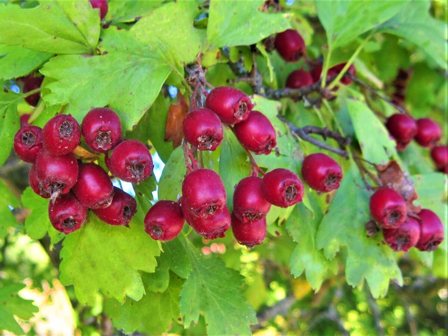 Боярышник Сибирский Crataegus sanguinea