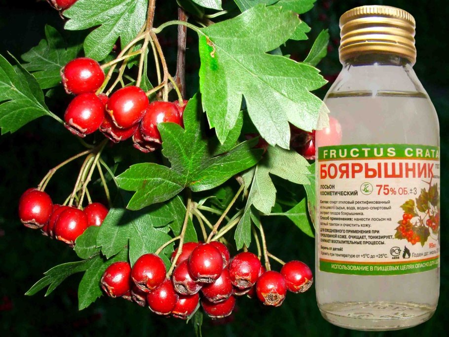 Боярышник (Crataegus oxyacantha)