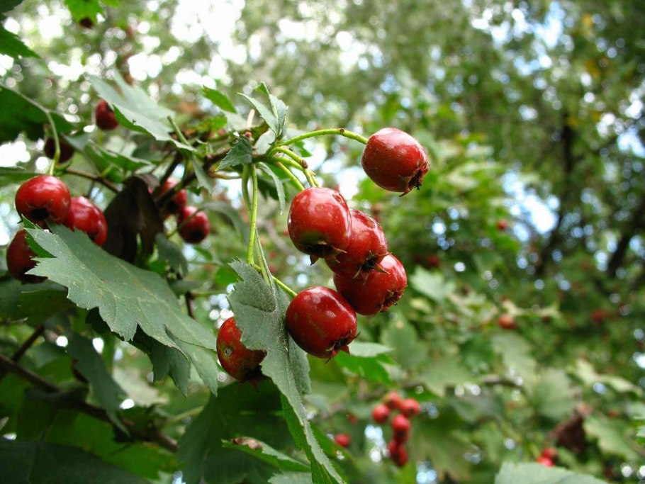 Боярышник кроваво-красный, Сибирский Crataegus sanguinea