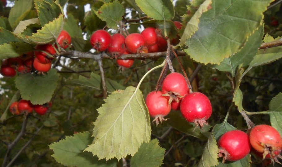 Crataegus pentagyna
