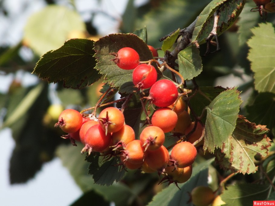 Боярышник Сибирский Crataegus sanguinea