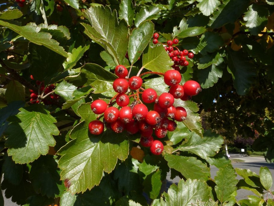 Crataegus chlorosarca