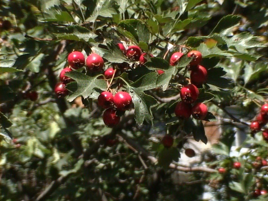 Crataegus oxyacantha