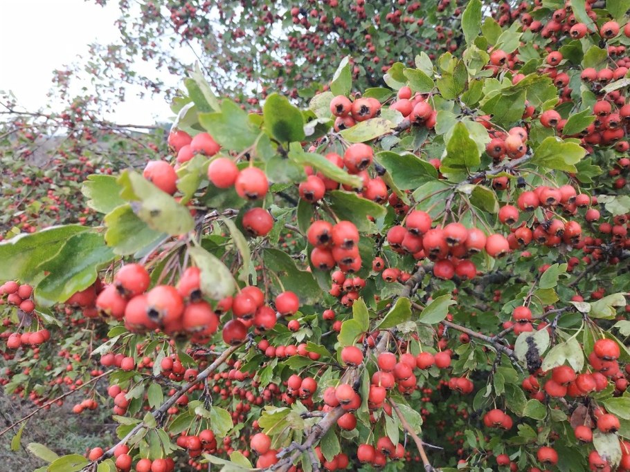 Боярышник зеленомясый (Crataegus chlorosarca)