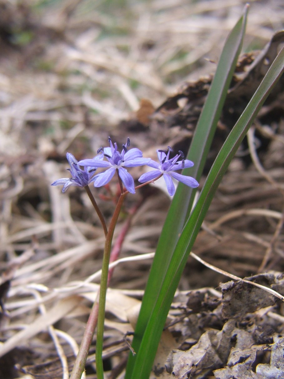 Любка малоцветковая