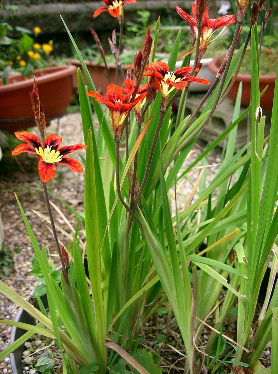 Orchid species: nidema boothii