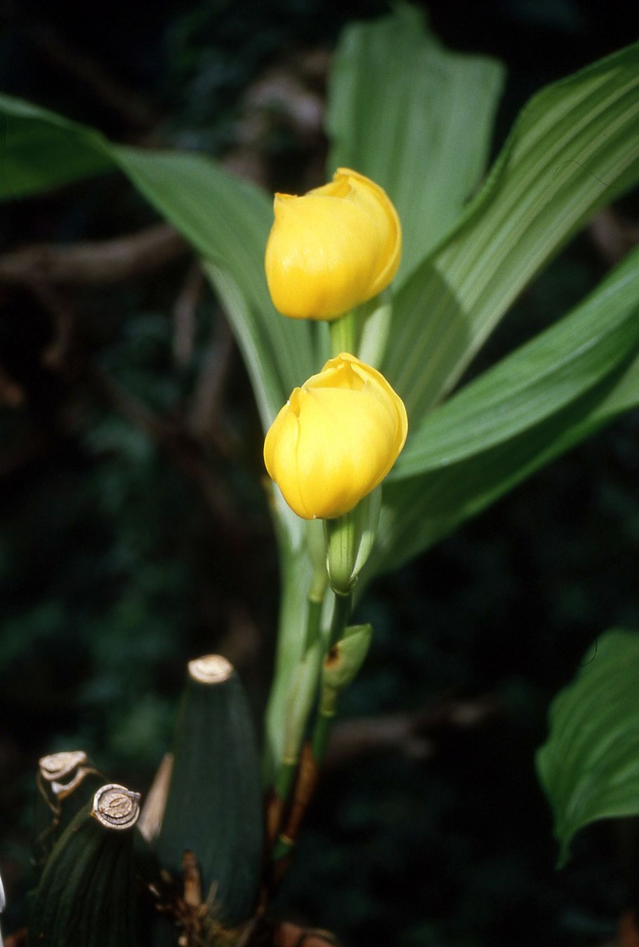 Спаржа белая