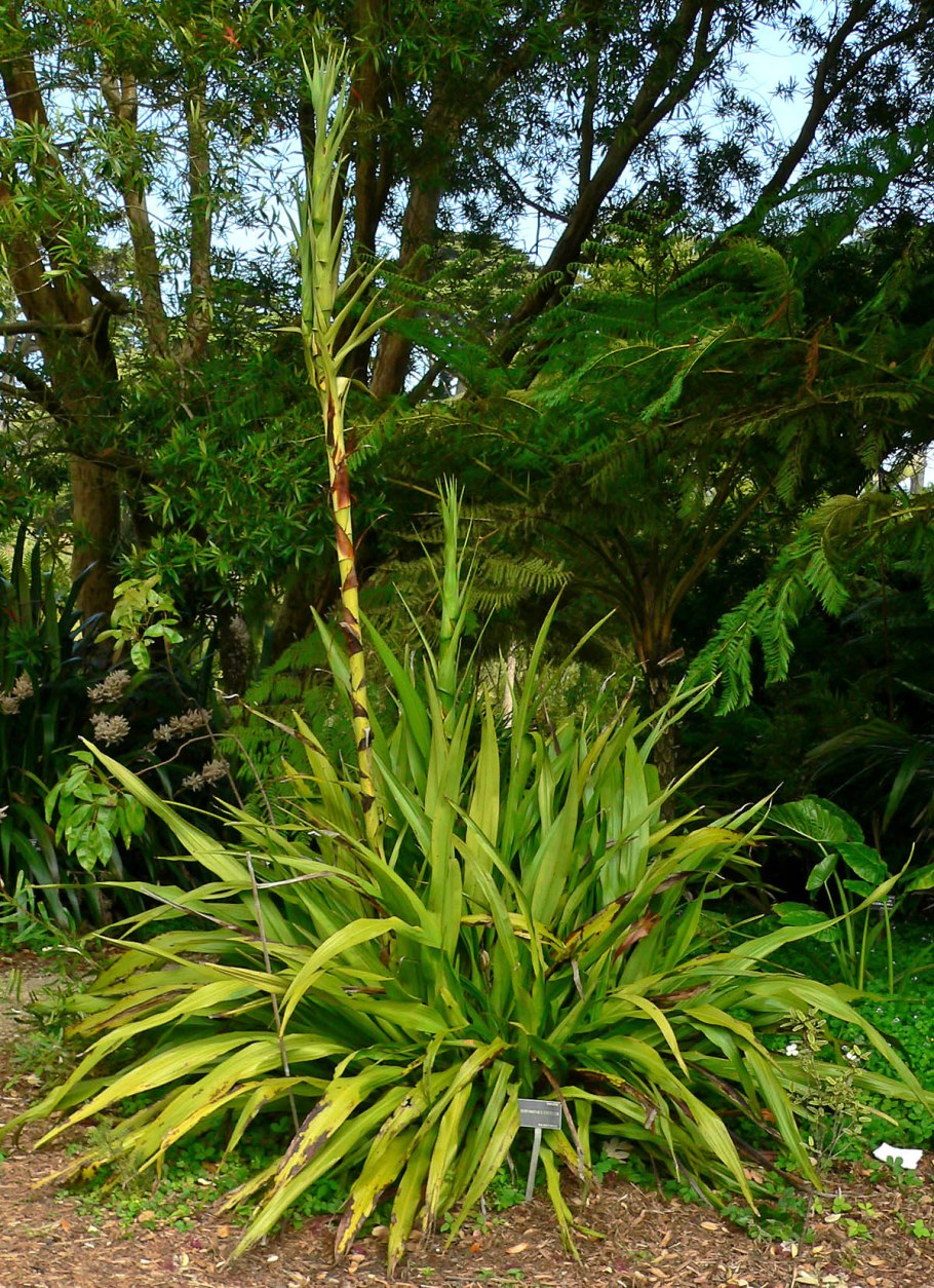 Бельвалия странная