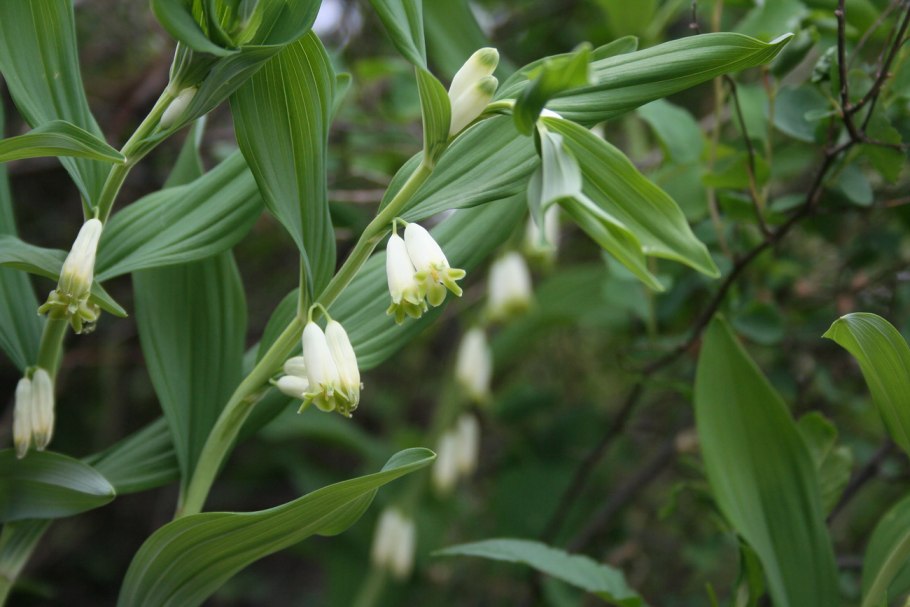 Dactylorhiza Sambucina