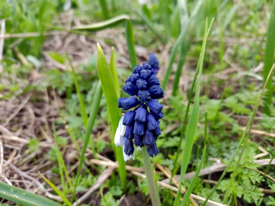 Иксиолирион татарский