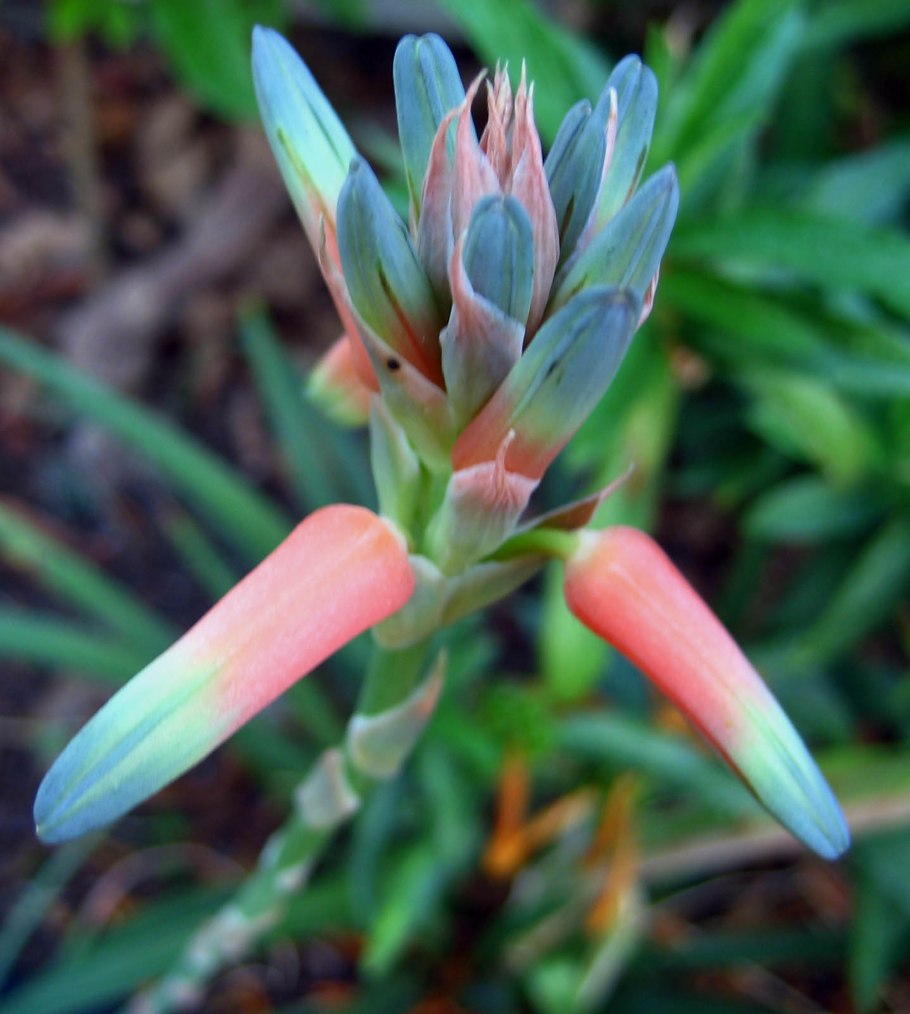 Купер трава