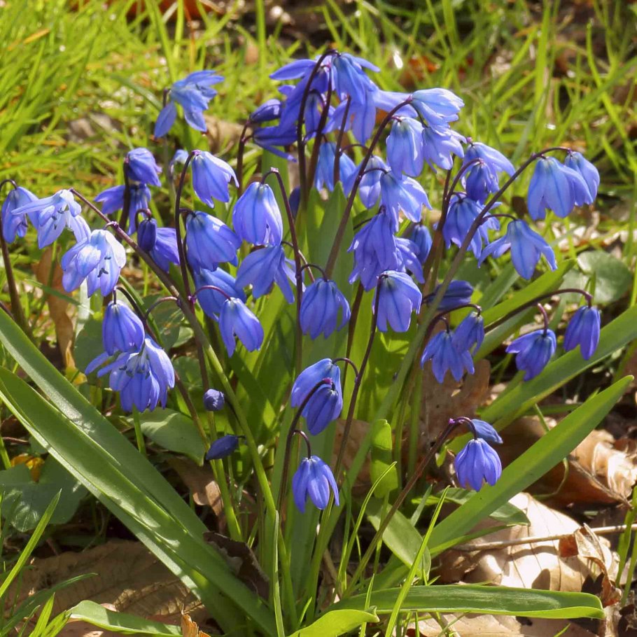 Купена Максимовича ядовитые части