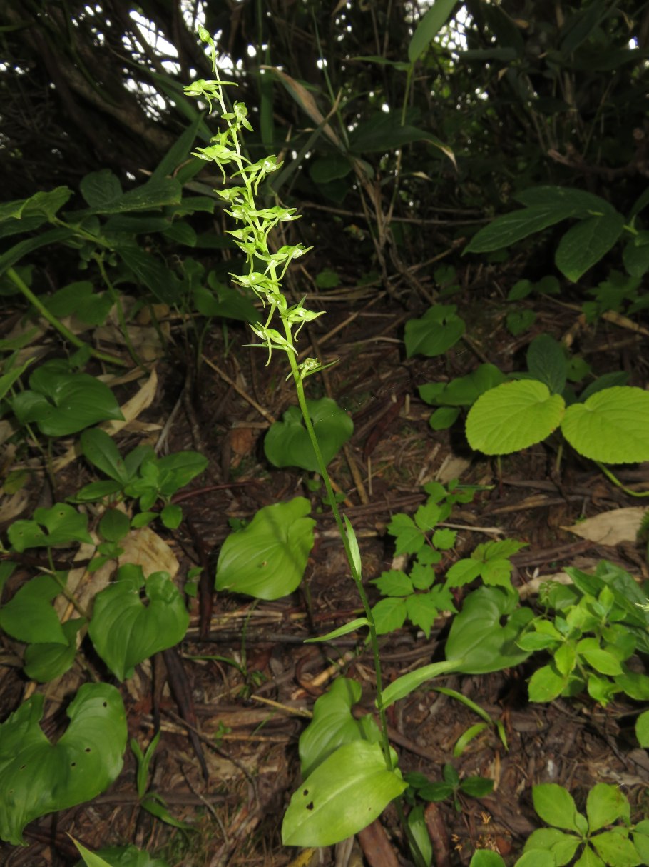 Луковичные геофиты