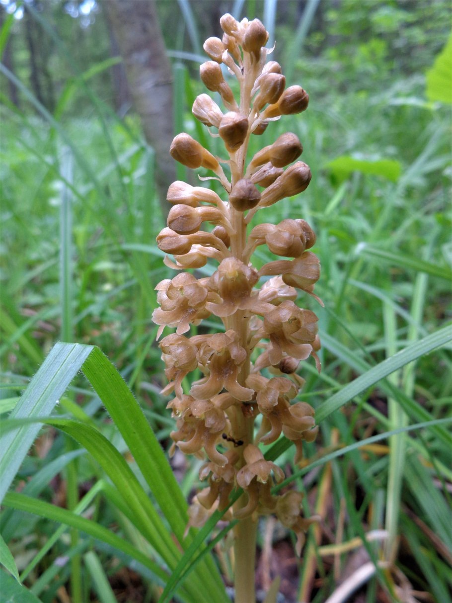 Птицемлечник Нарбоннский