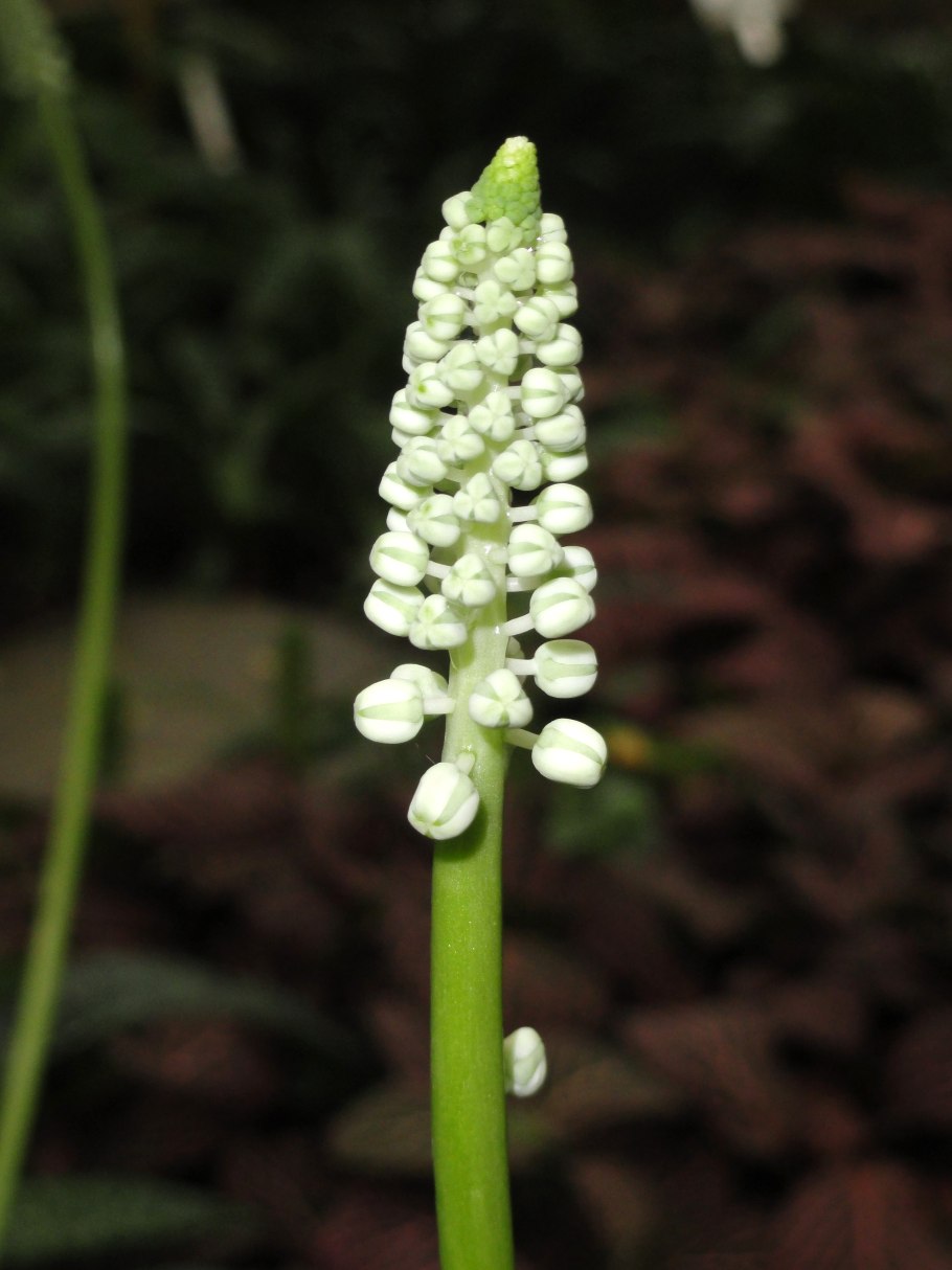 Наперстянка Монстроза