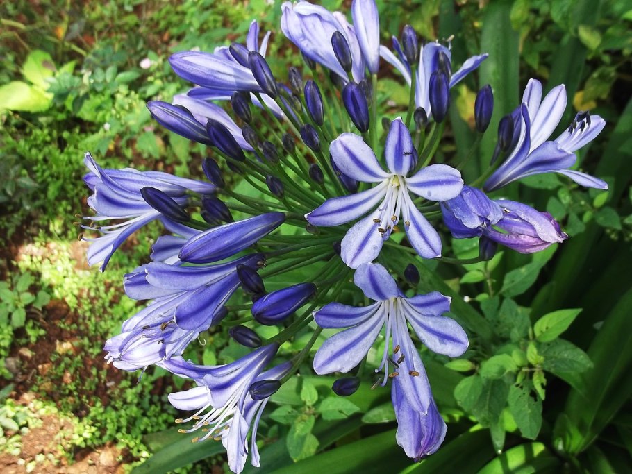 Ангулоя одноцветковая