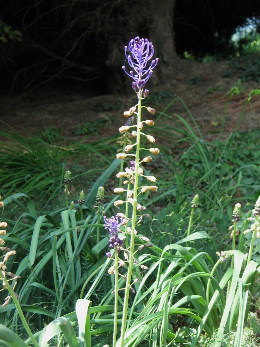 Спаржа остролистная,