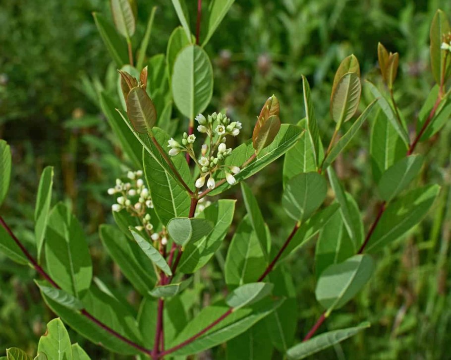 Apocynum cannabinum