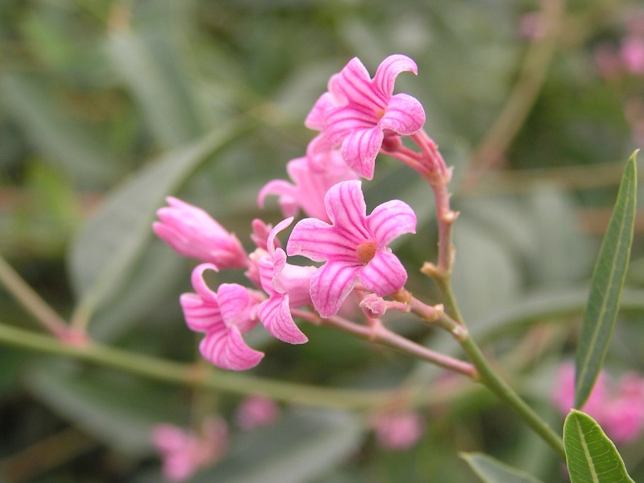 Кутра кендырь