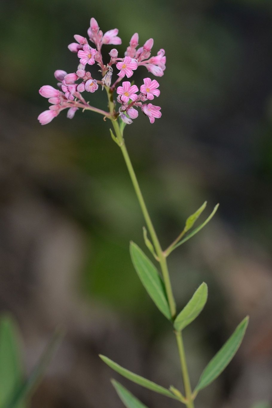 Ланцетовидные листья фото
