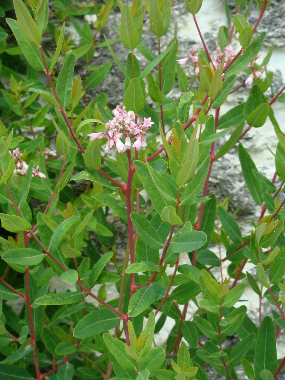 66. Trachomitum sarmatiense