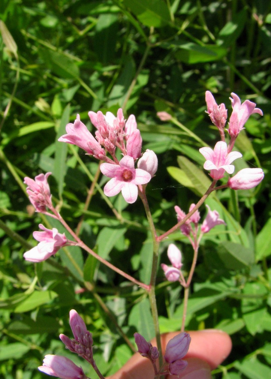 Кендырь Казакевича