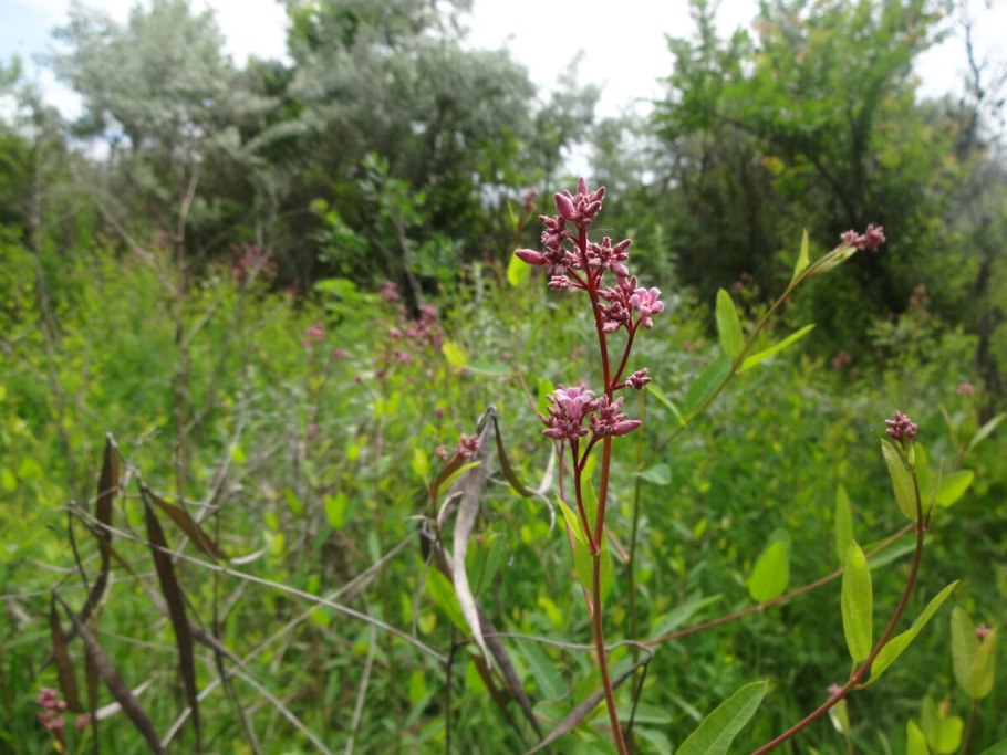 Кендырь сарматский