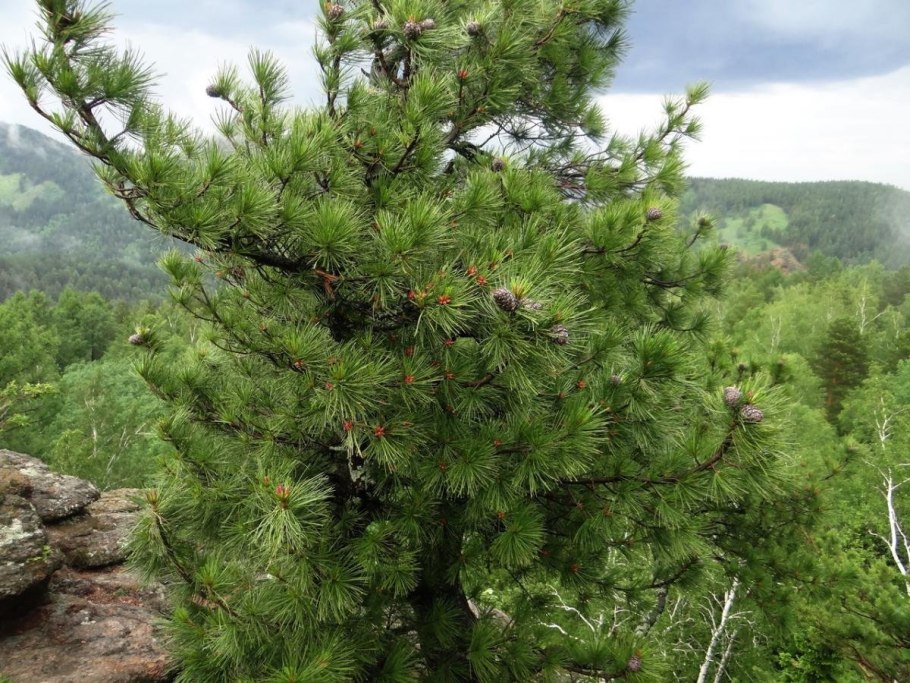 Кедр Сибирский Pinus sibirica